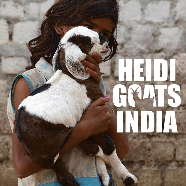 Heidi Goats India 